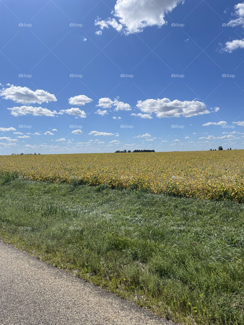 Soybean fields at harvest 