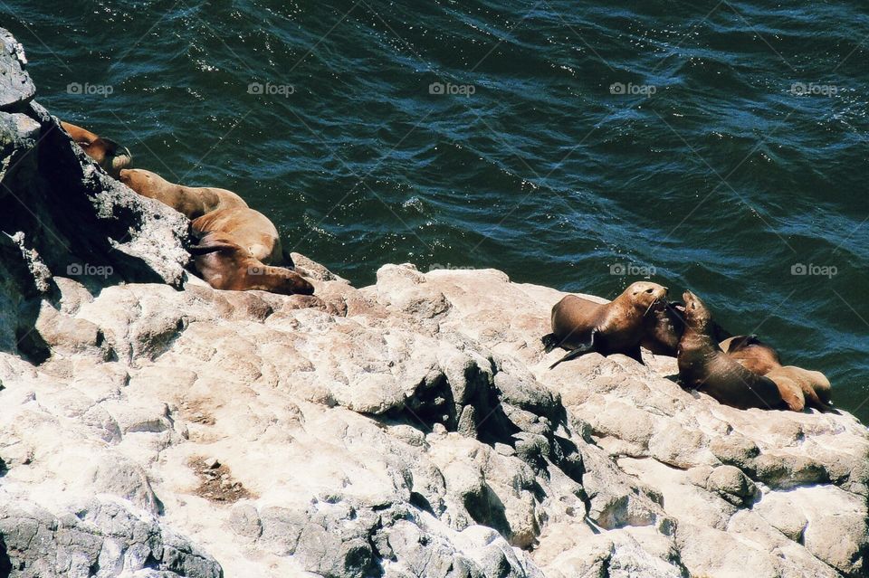 Sea Lions yelling at each other