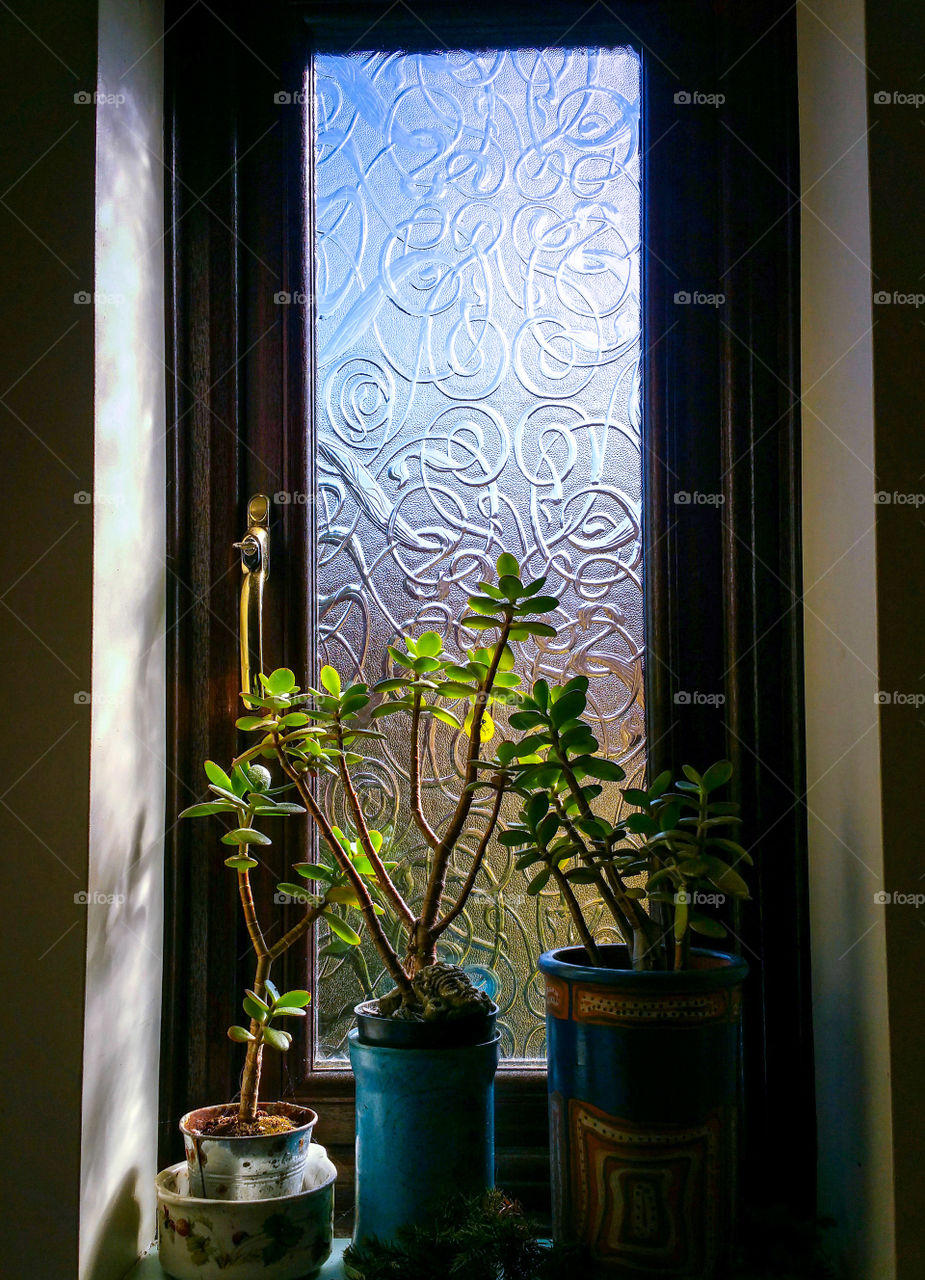 Plants on a window sill