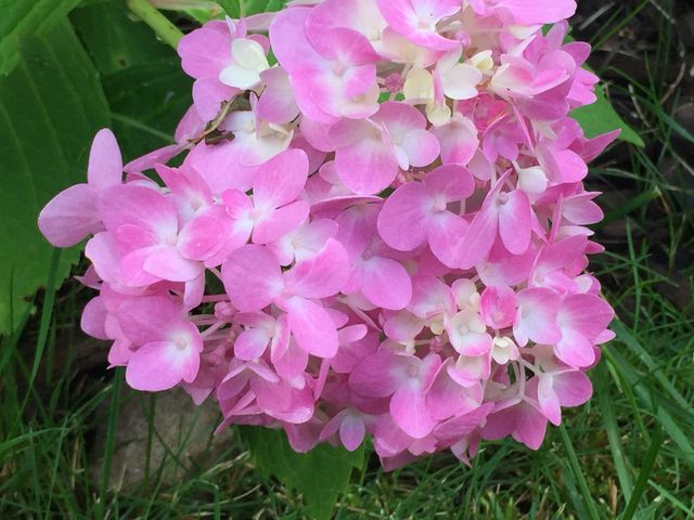 Hydrangea 