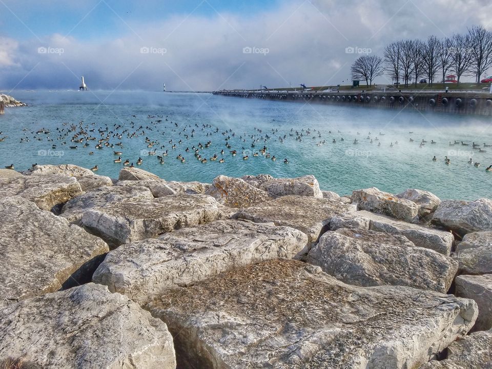 Birds swimming in sea