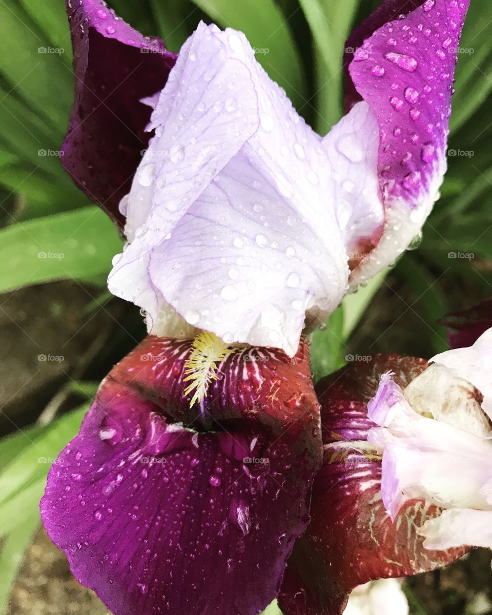 Raindrops on iris