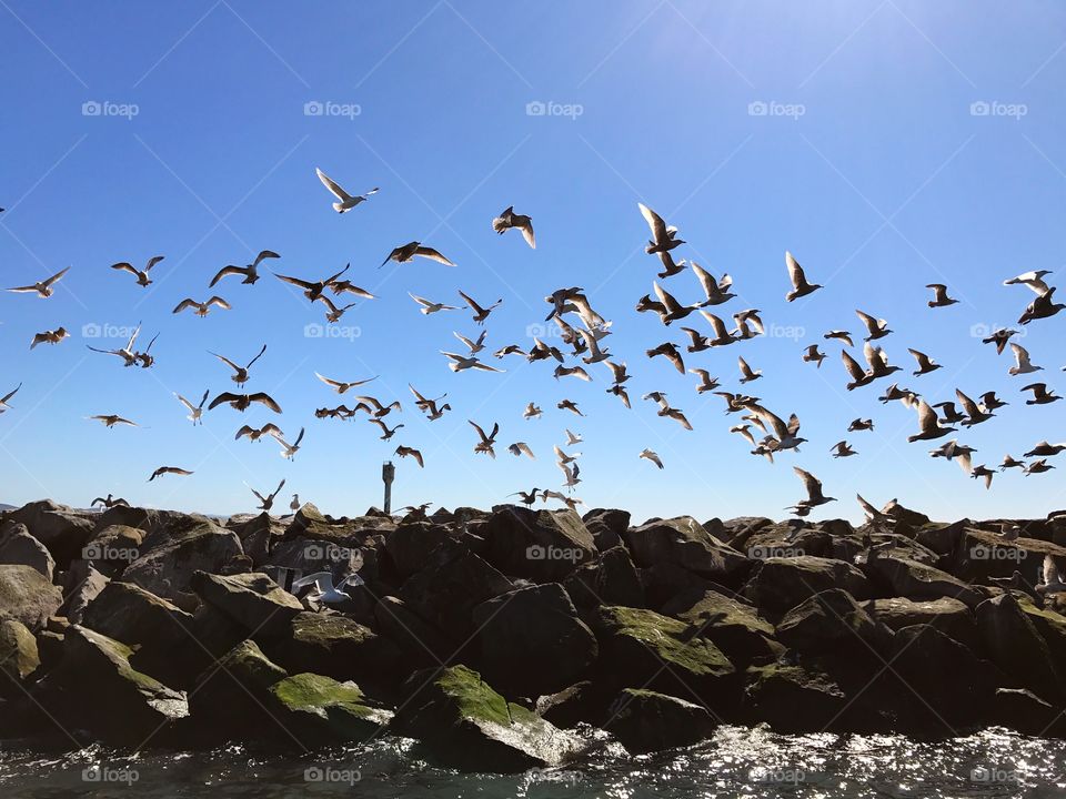 Wild seagulls