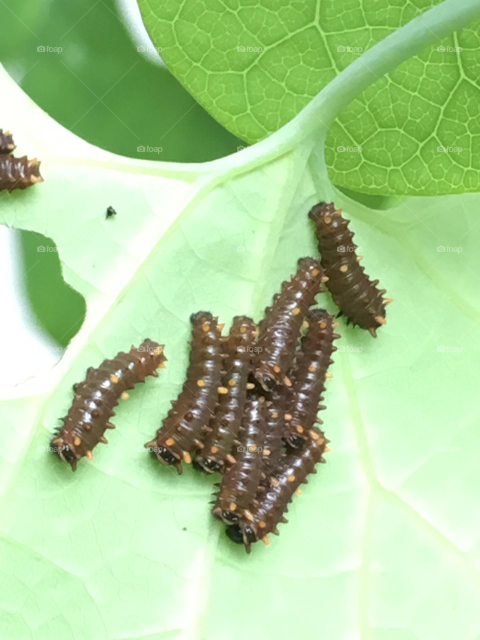 Baby Polydamis caterpillars 