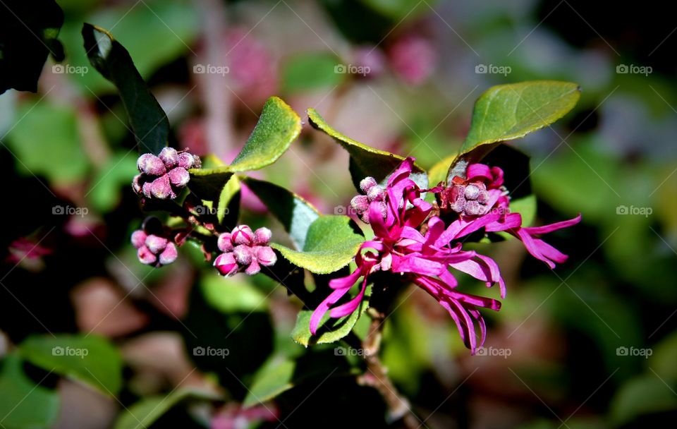 pink flowers unfurling.