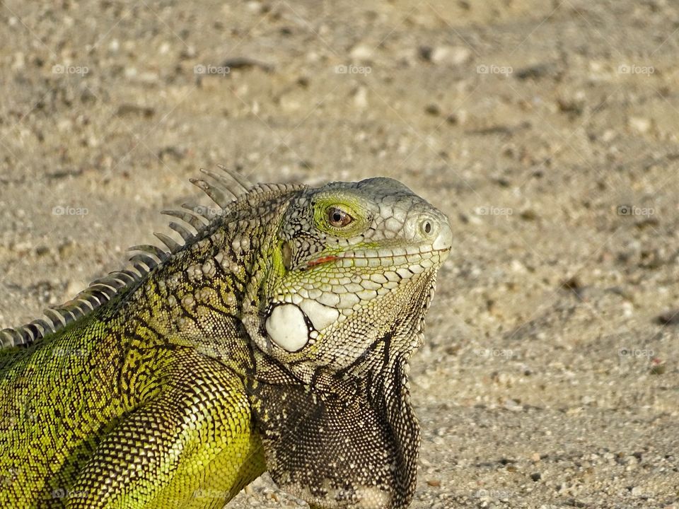 Iguana