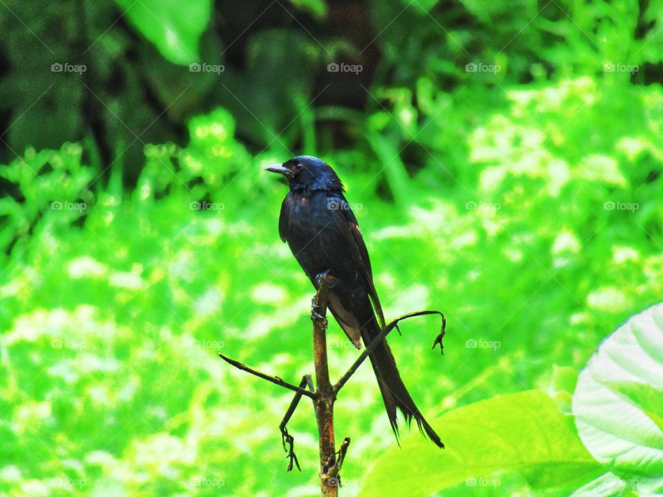 The black drongo (Dicrurus macrocercus) is a small Asian passerine bird of the drongo family Dicruridae.