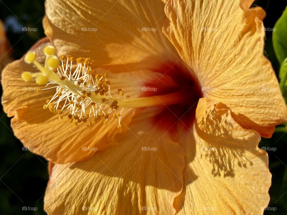 Close up of hibiscus 