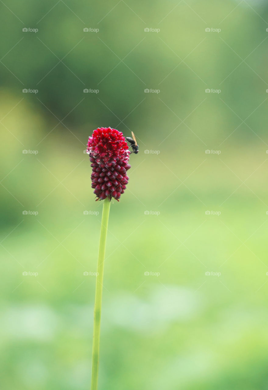 bright red flower and the tiny fly