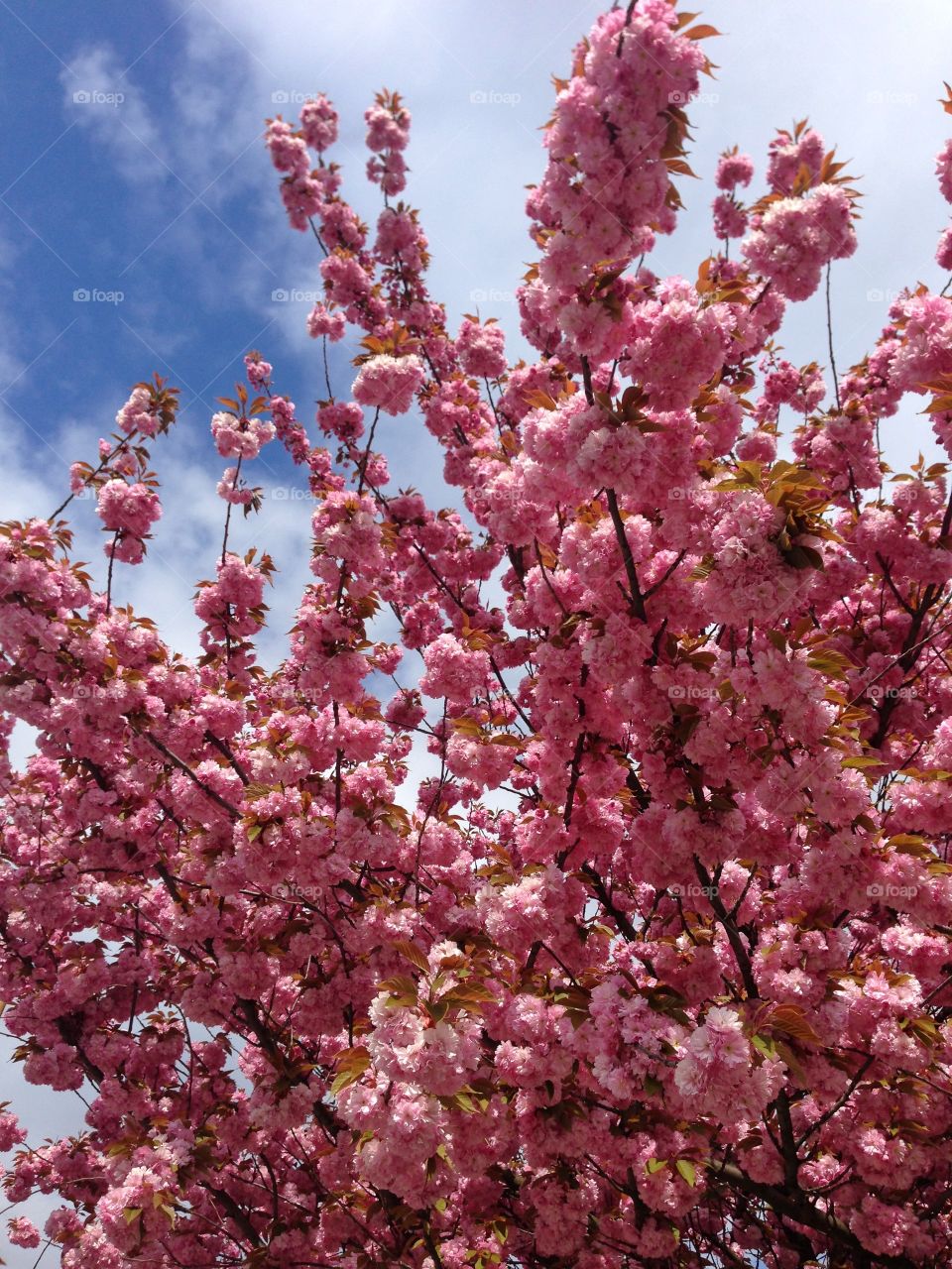 Spring blossom