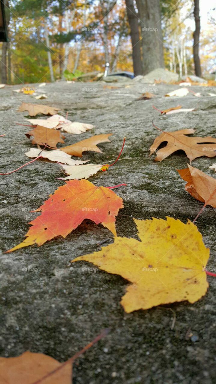 autumn leaves northern ontario