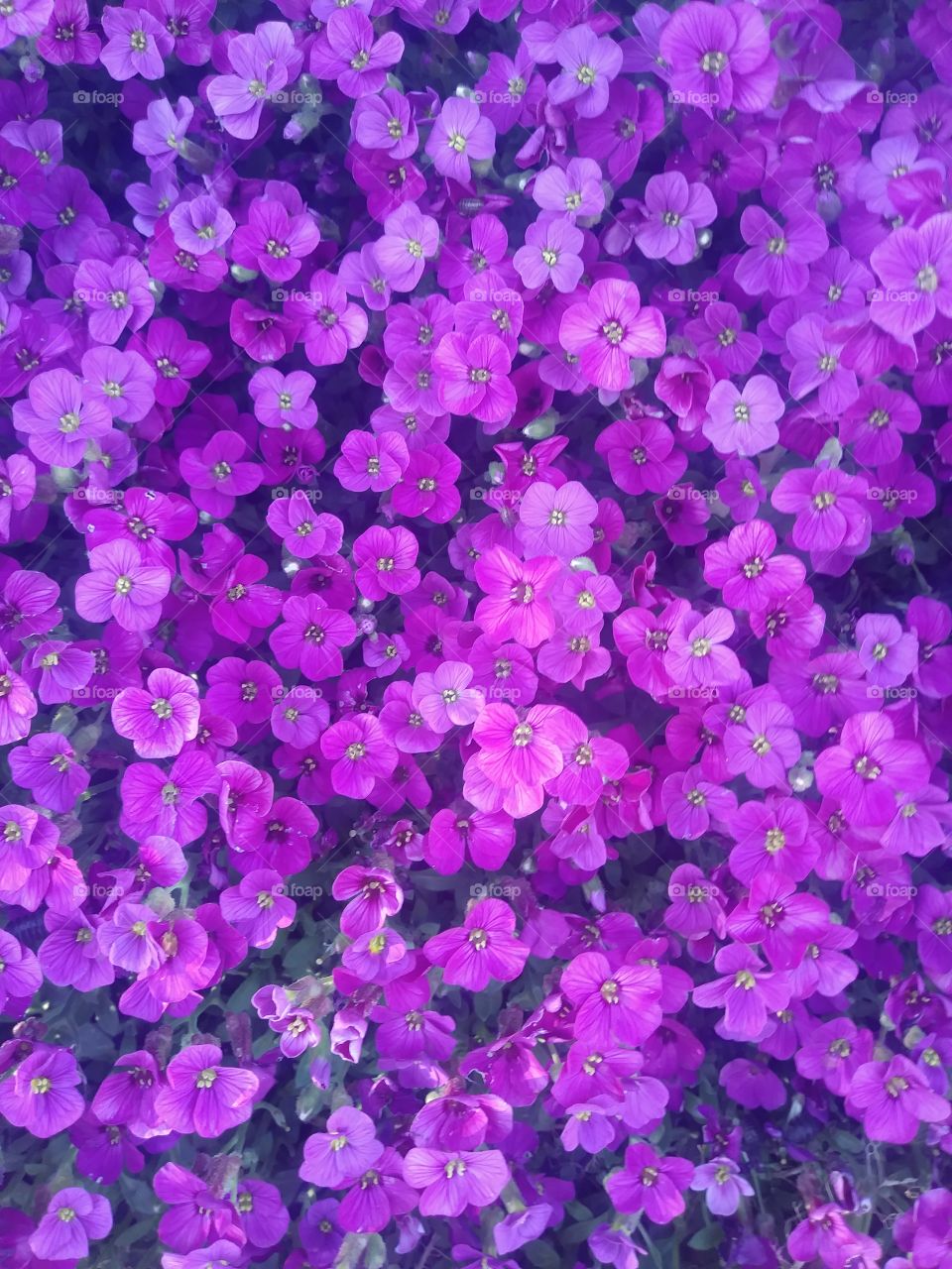 Lots of Purple Flowers