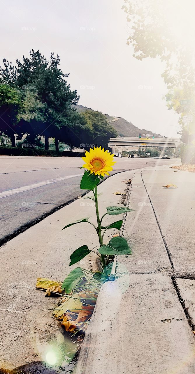 shout out to all the plants growing out the concrete.