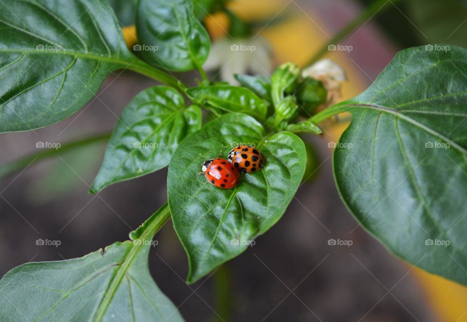 two ladybugs on a green leaves spring time