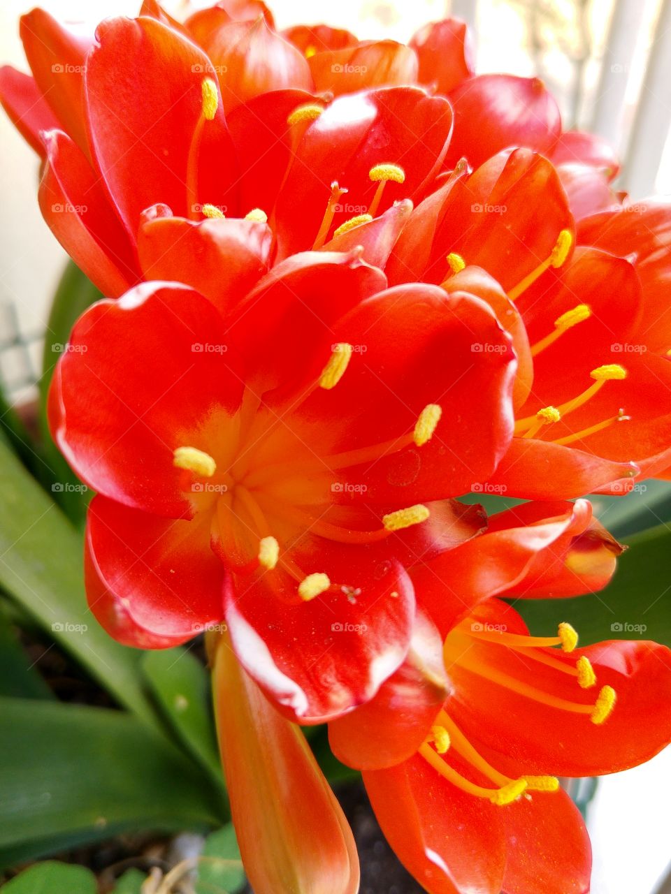 The beauty of flowers