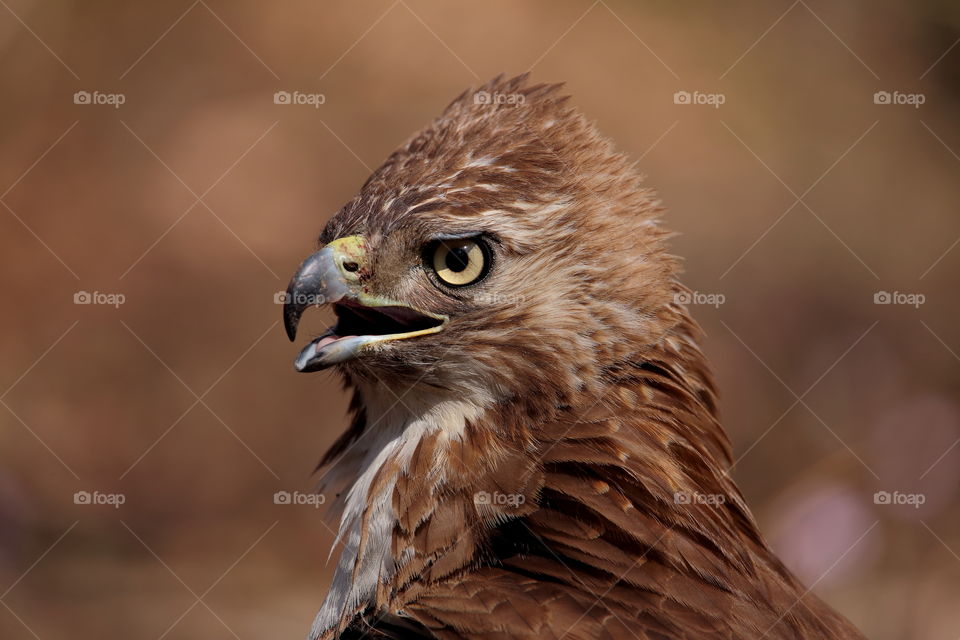 red-tailed hawk