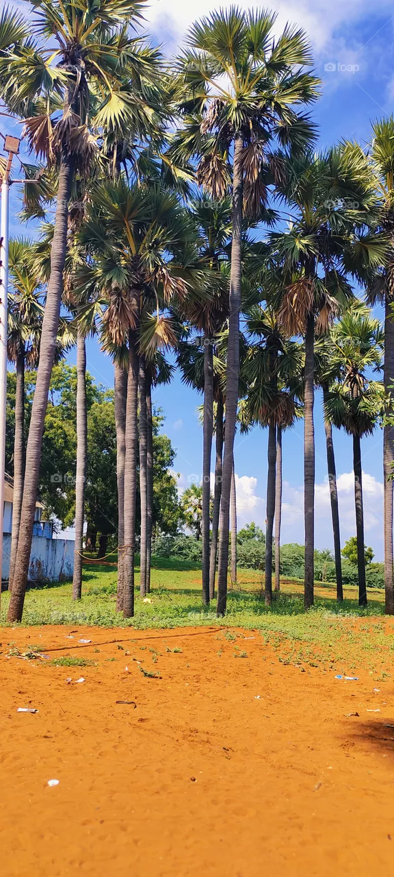 palmtree