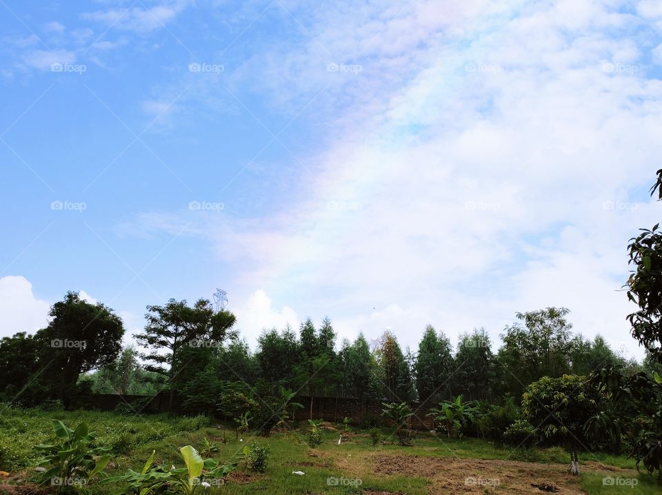 Rainbow on the blue sky and pine forest down