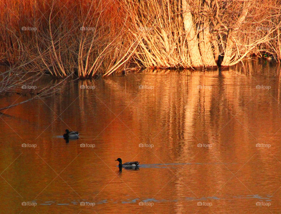 Ducks at sunrise