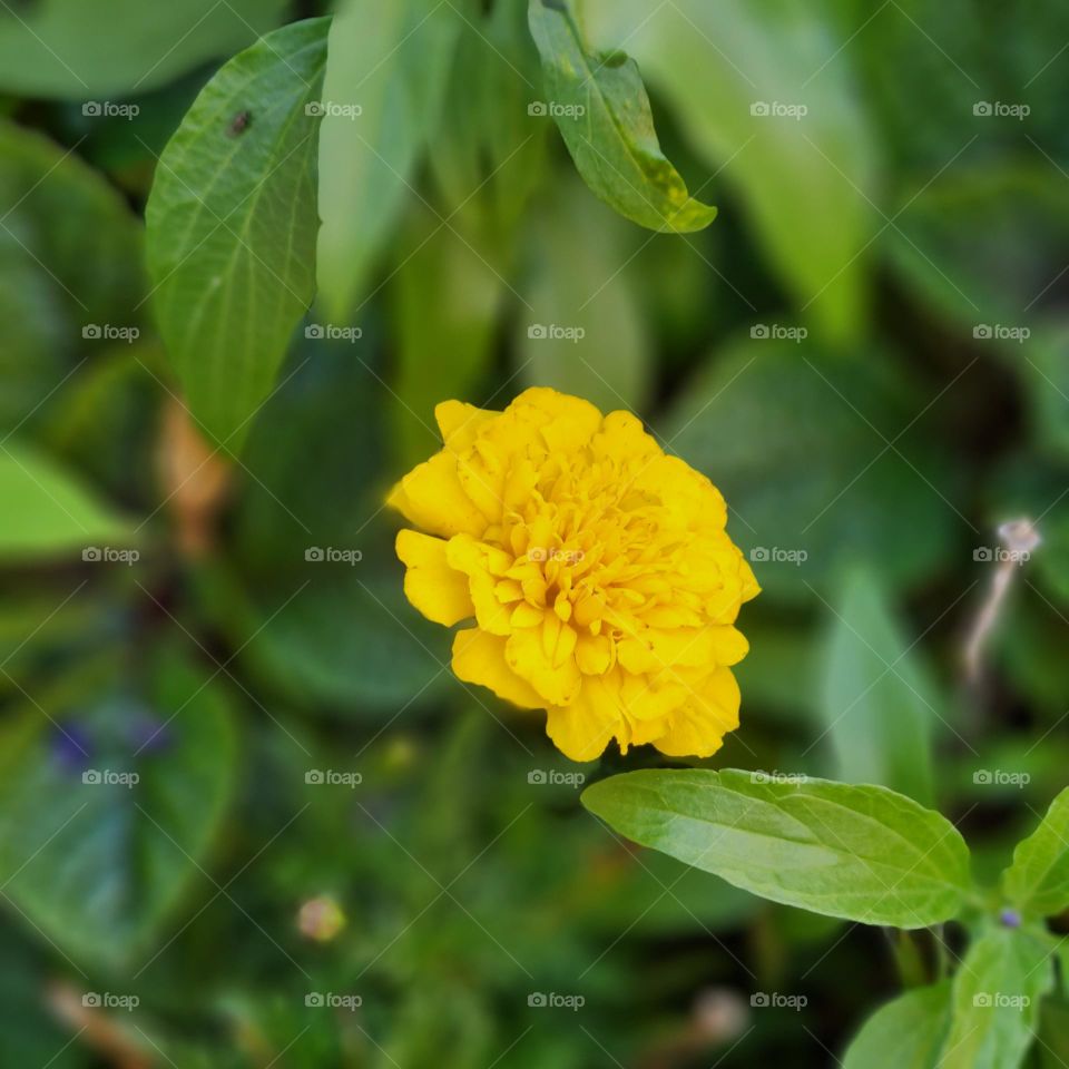 Vibrant Yellow Blossom in Greenery