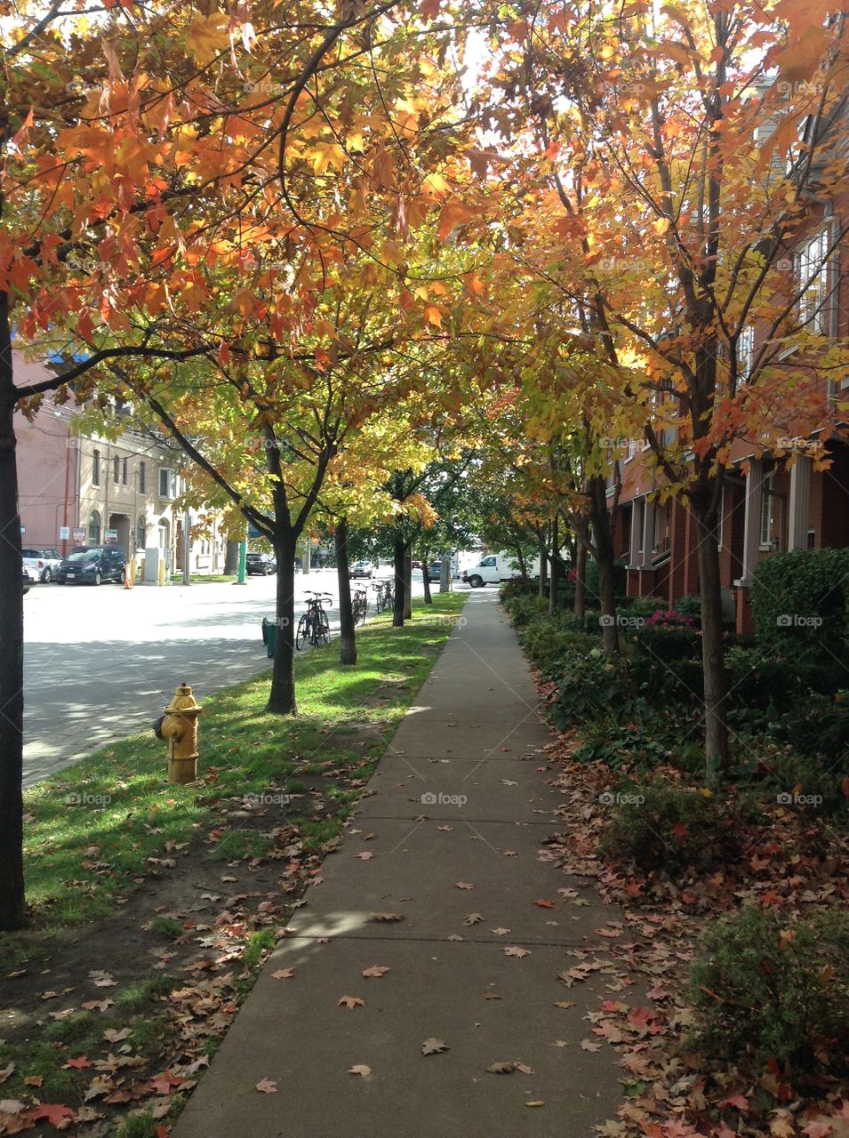 Street in fall