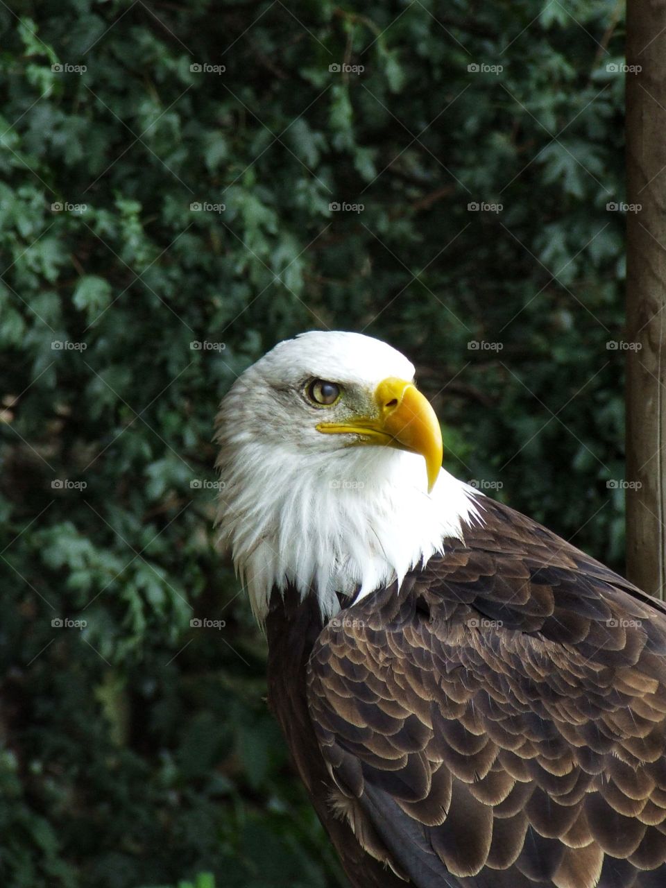 Majestic Bald Eagle