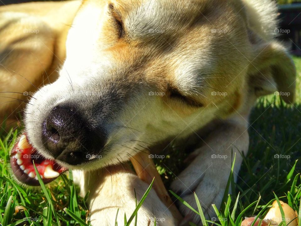 Dog Chewing Bone