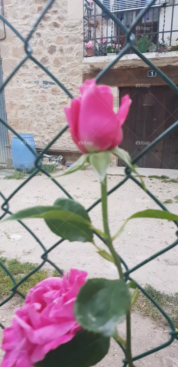 🏵🌹