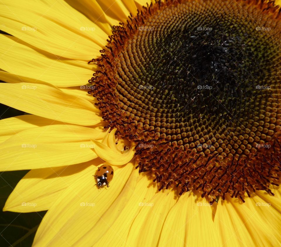 little ladybug on a bright yellow sunflower 