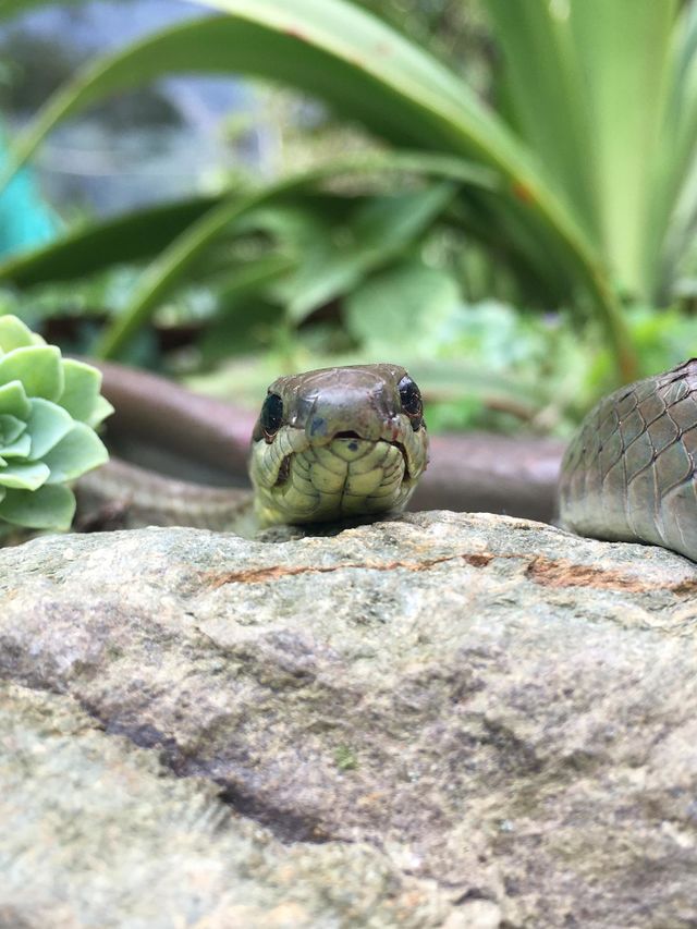 Beautiful Snake 