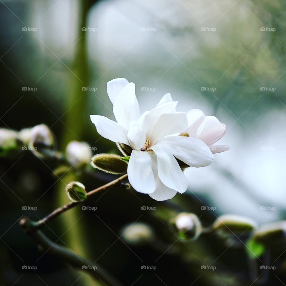 White flower
