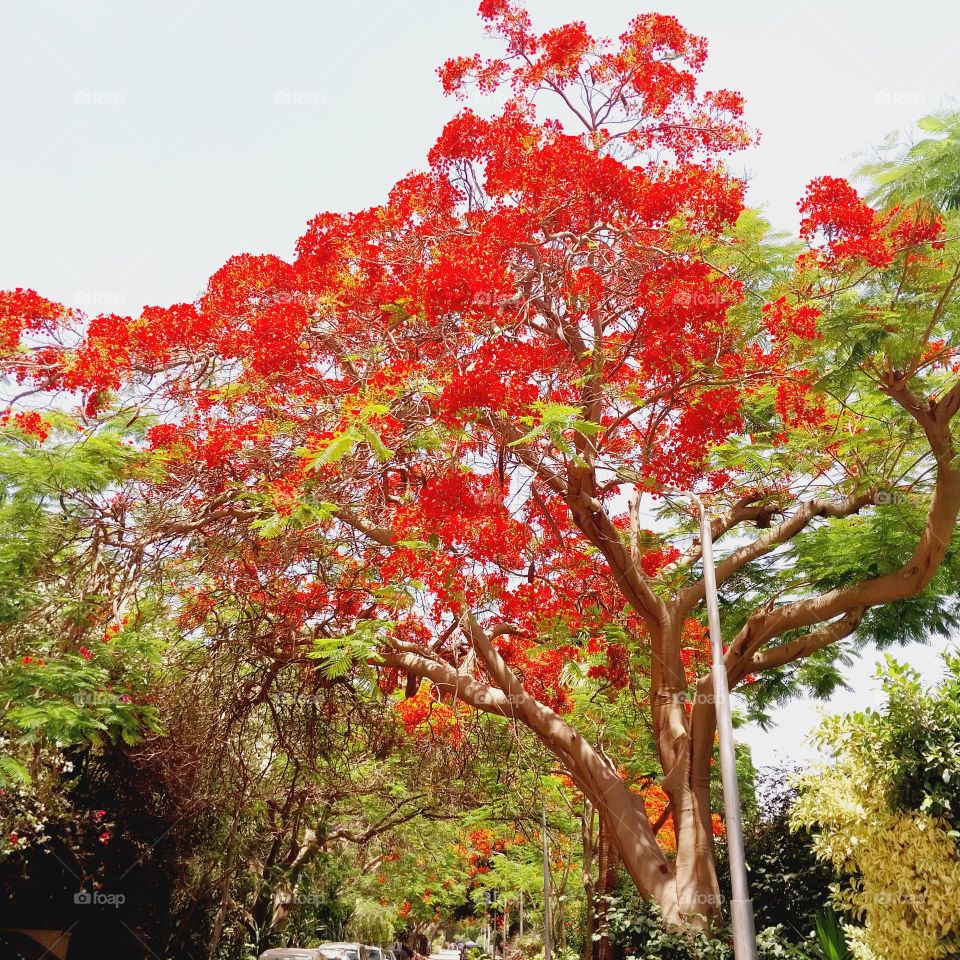 Red rose trees in Egypt
