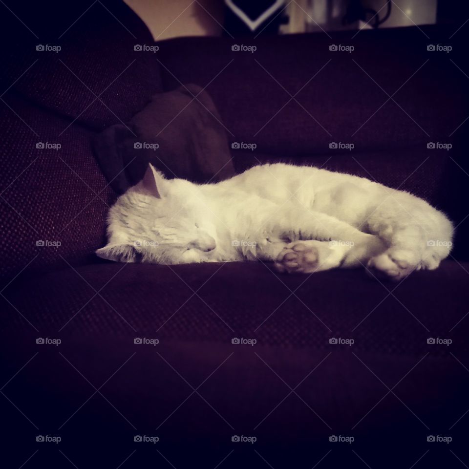 Sofa Katze