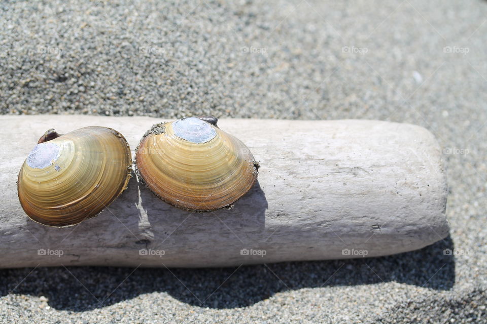 two shells