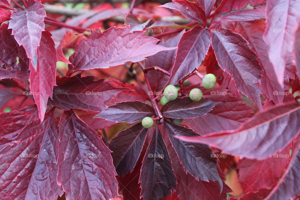 красивое растение