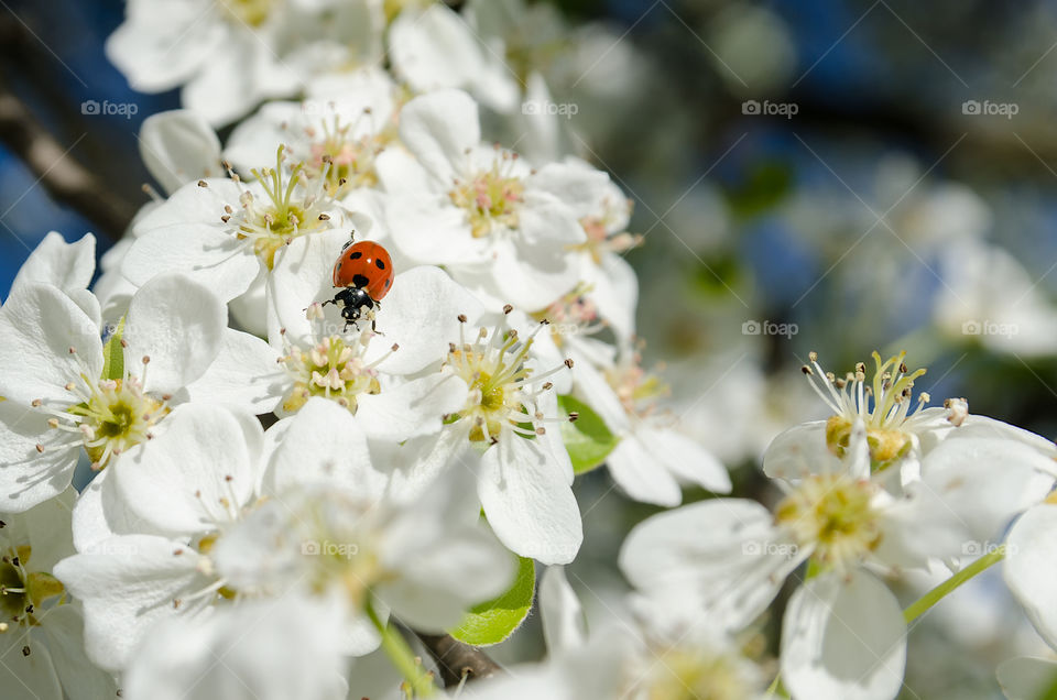 Little bug bathed in the sun
