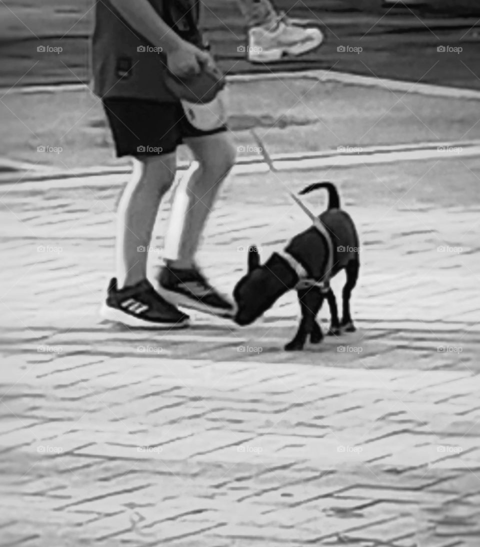 jugando con el perro