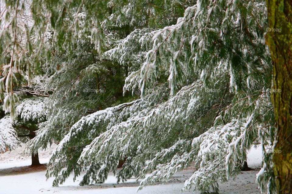 snow on pines