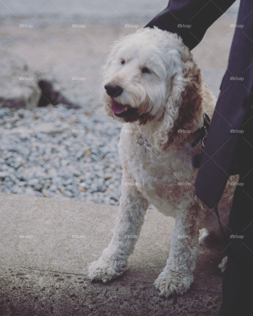 Golden doodle taking a rest from walking beside owner