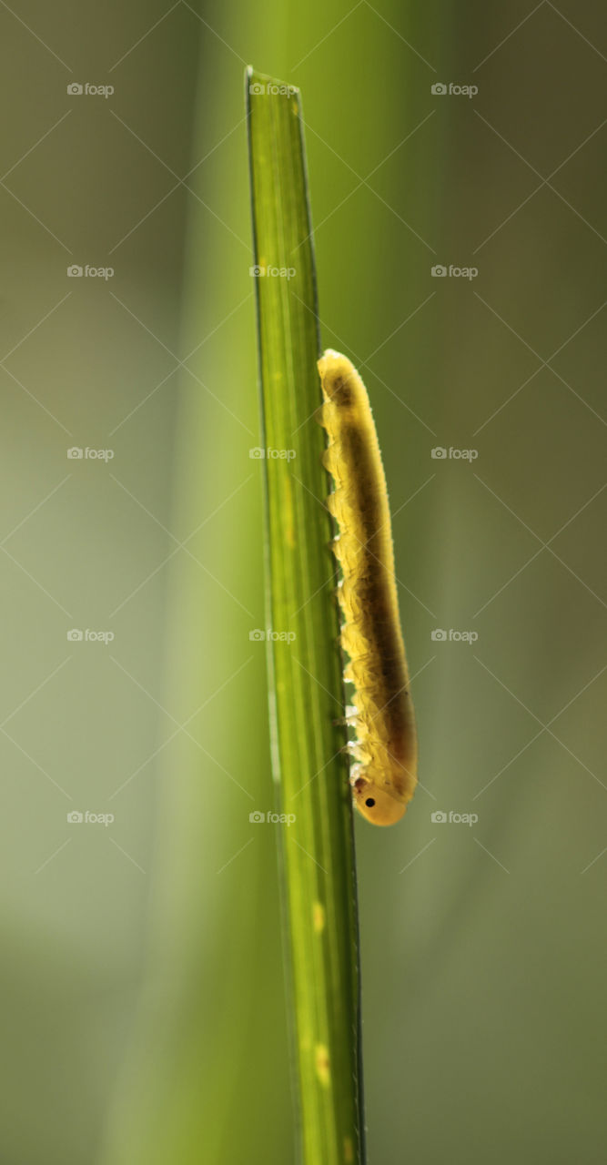 caterpillar in sun transparency