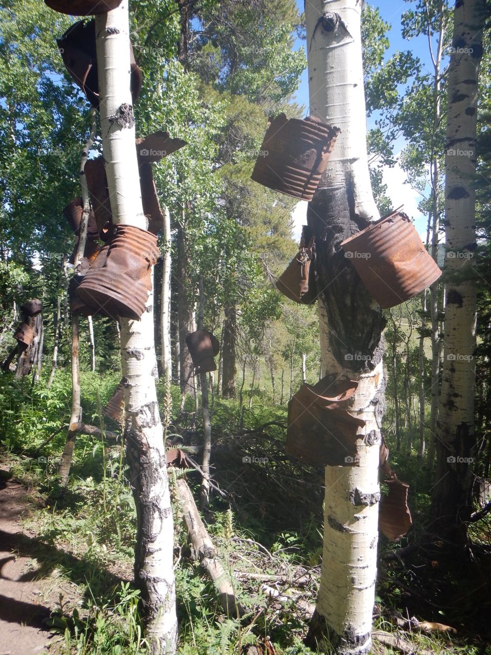 Rusty cans on aspens