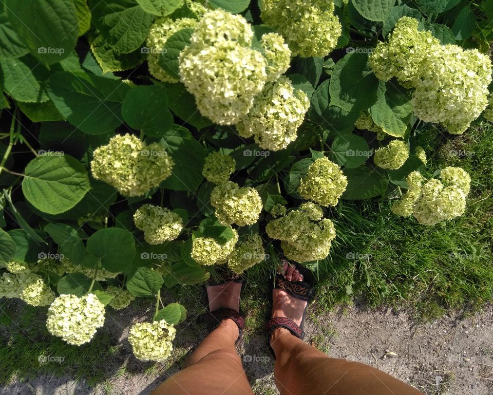 summer city flowers and female legs top view