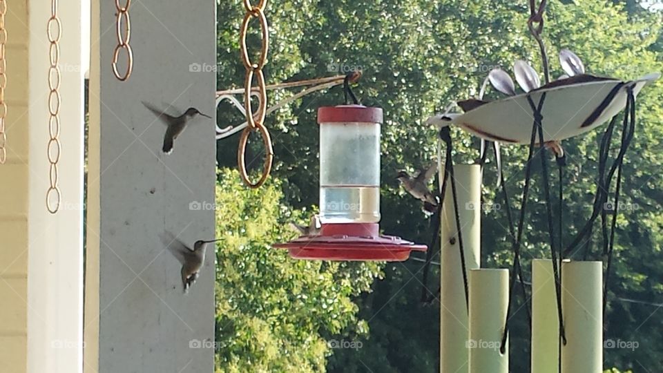 hummingbirds