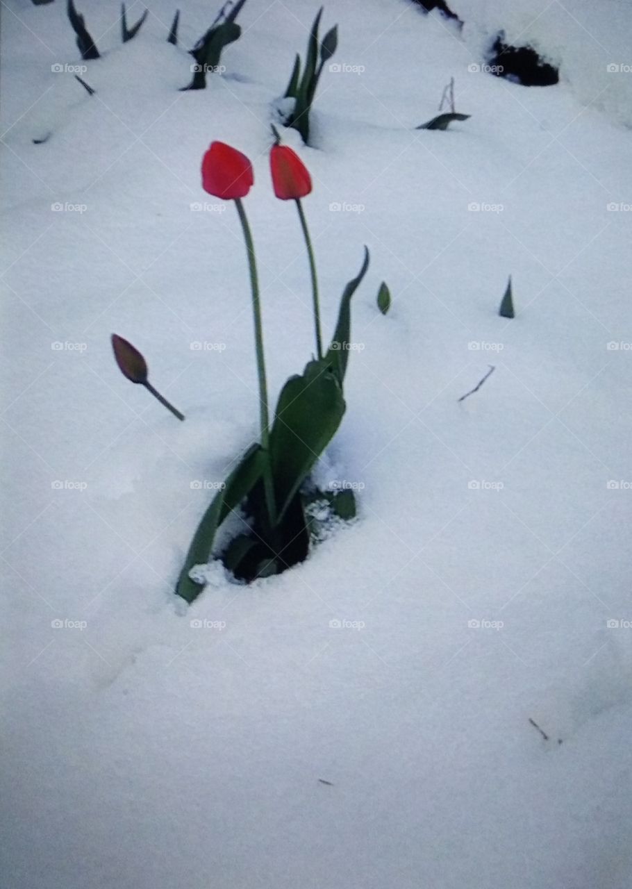 Цветы тюльпаны снег зима лилии flower lili SNOW winter lily