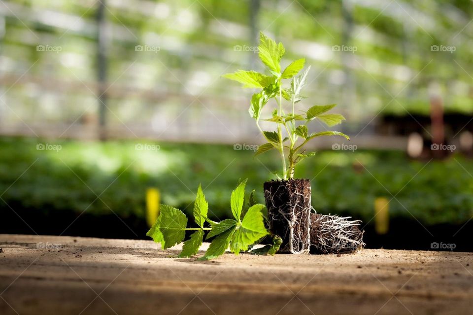 Coco Dises 35mm,40mm,45mm,50mm
how to use contact whatsapp +94728262024