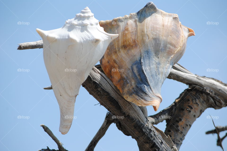 Whelk Shells