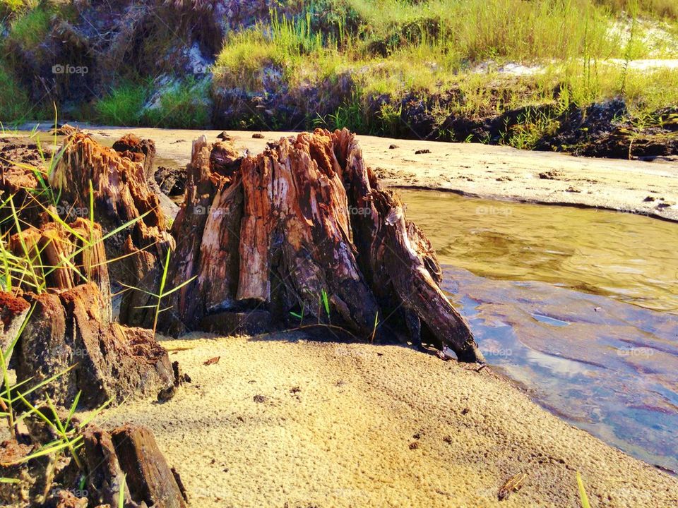 View of tree stump near river