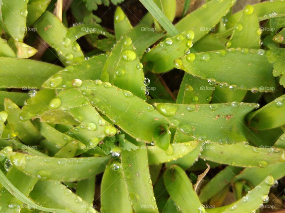 Green Leaf