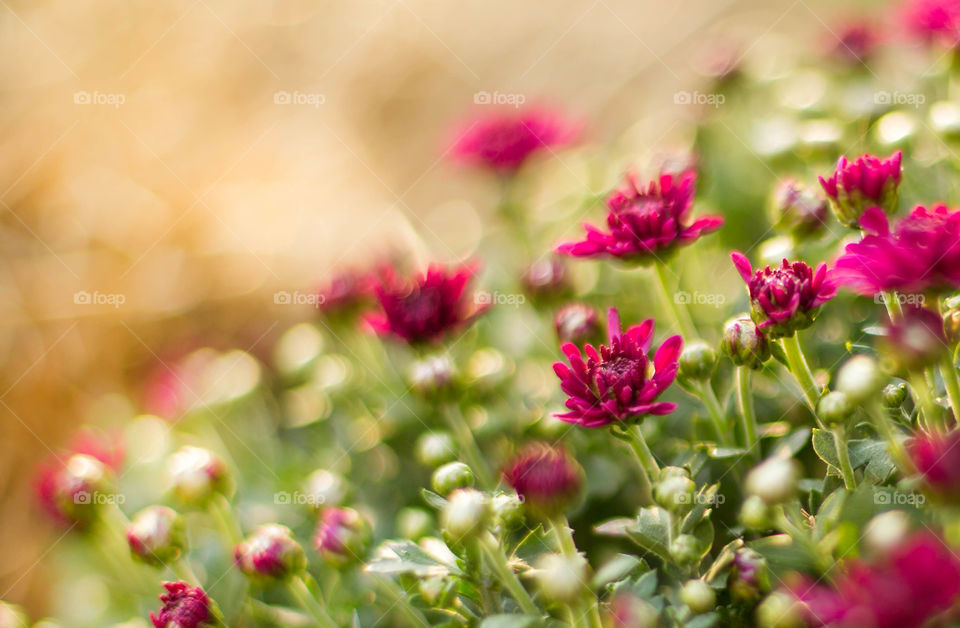 Pink Flowers, Fall, Seasons