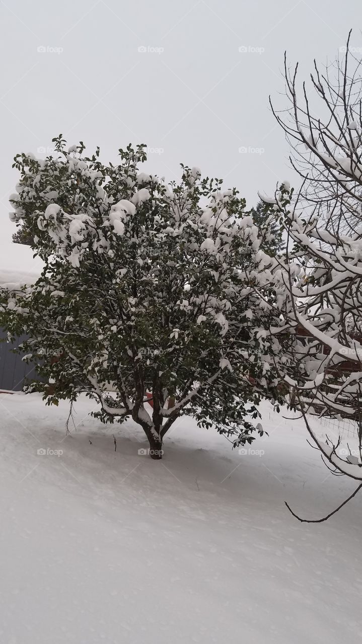 Snow drift tree